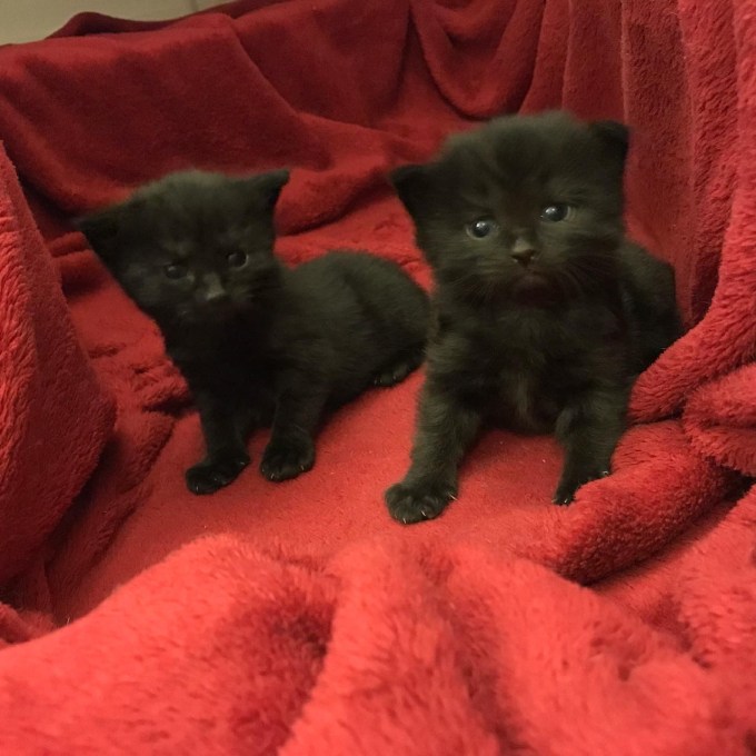 98027CE6-7287-444A-B7E8-E5070AC16956