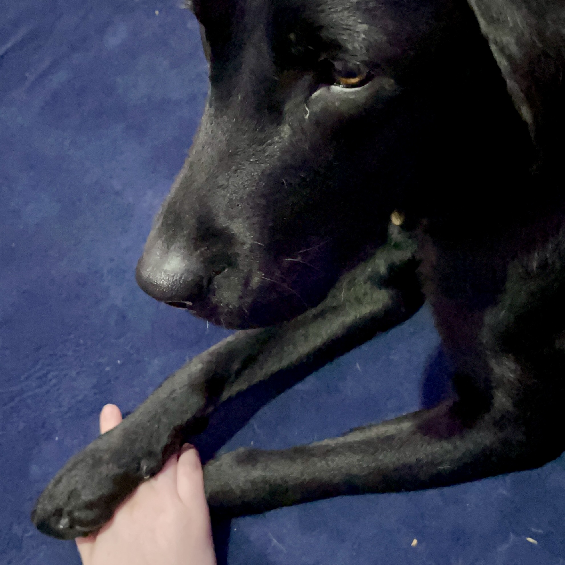 Autism Dogs – The Third Playdate | Finding Hope